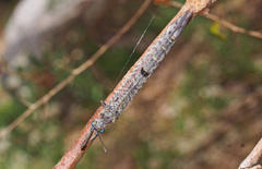 Bandidus canifrons