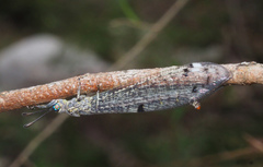 Bandidus canifrons