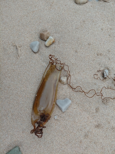 Scyliorhinus stellaris
