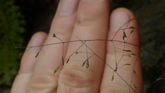 Deschampsia tenella