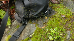 Deschampsia tenella