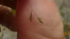 Deschampsia tenella