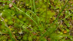 Deschampsia tenella
