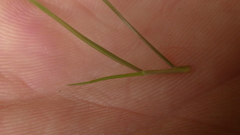 Deschampsia tenella