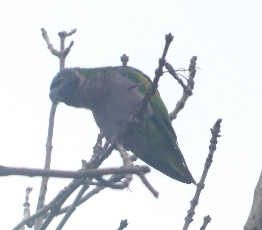 Lord Derby's Parakeet