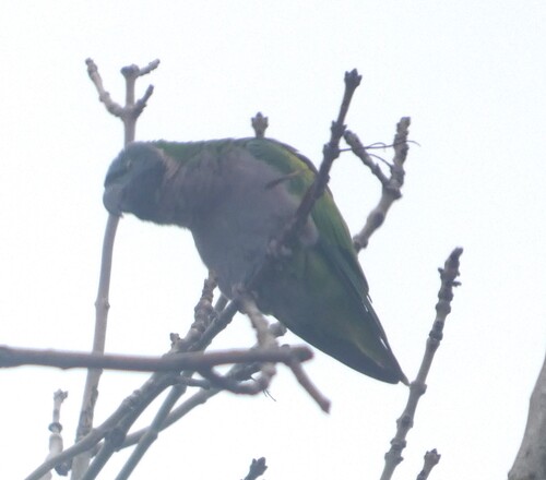 Lord Derby's Parakeet