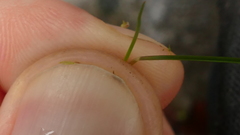Deschampsia tenella