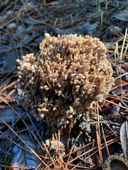 Ramaria violaceibrunnea
