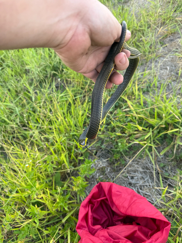 Common Tree Snake sighting