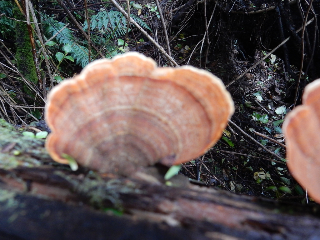 Stereum ostrea · October 2025 · photo: © rayjackson (iNaturalist, cc-by)