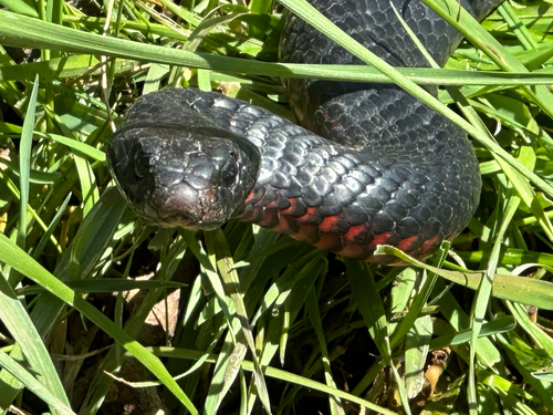 Red-bellied Black Snake sighting