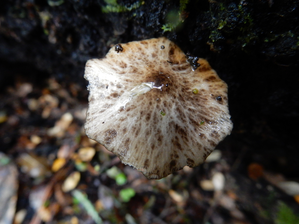 Bolbitius muscicola · October 2025 · photo: © rayjackson (iNaturalist, cc-by)