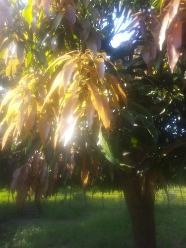 Indian mango