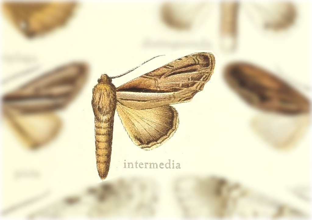 Draudtargia intermedia