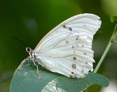 Morpho polyphemus