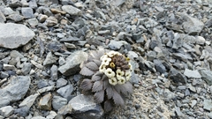 Notothlaspi rosulatum