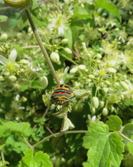 Sphaerocoris annulus