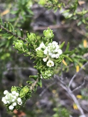 Phylica axillaris axillaris
