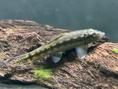 Chinese Algae-Eater photo 2