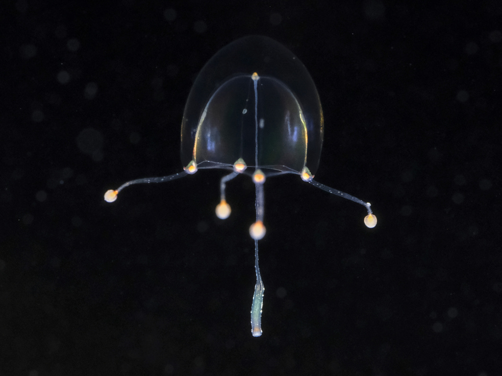 Slabberia halterata