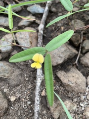 Rhynchosia totta totta