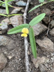 Rhynchosia totta totta