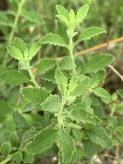 Jamesbrittenia grandiflora