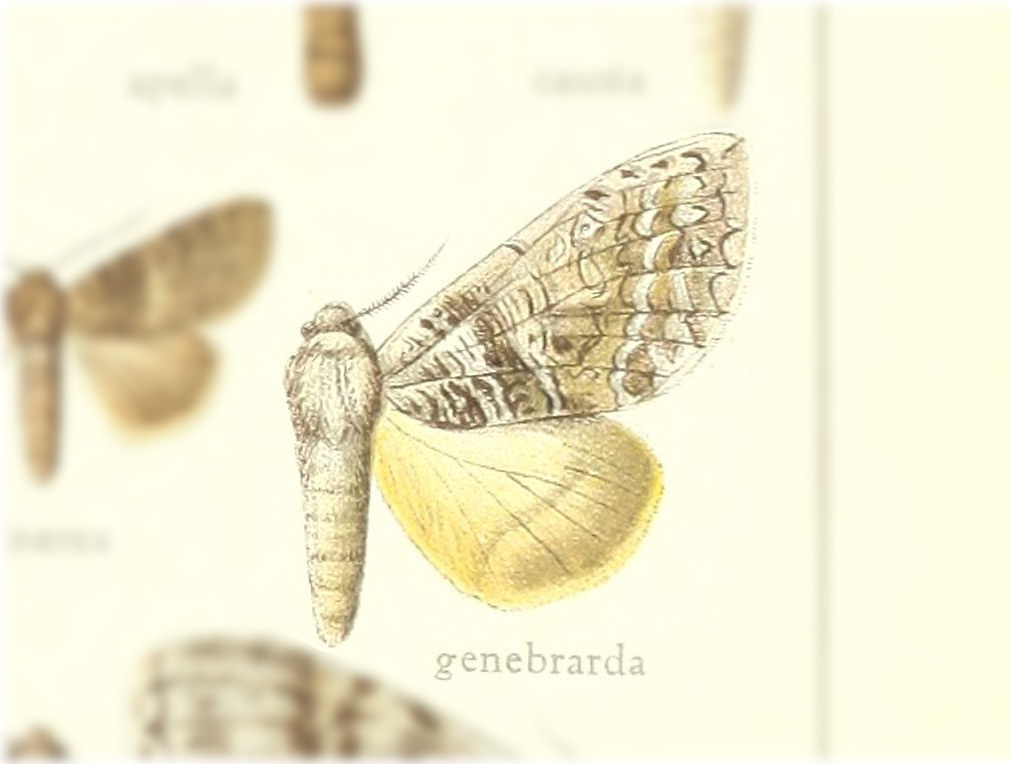 Lobeza genebrarda