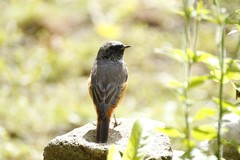 Phoenicurus phoenicurus