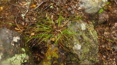 Carex horizontalis
