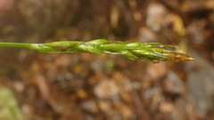 Carex horizontalis