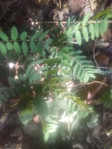 Kassod Tree