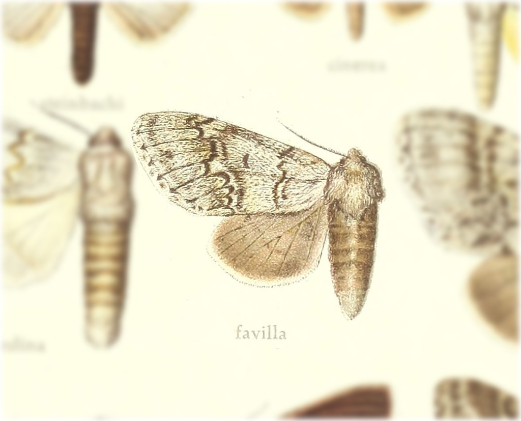 Lobeza favilla