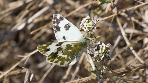 Bath White, 13460 Saintes-Maries-de-la-Mer, Frankrig, photo 5 of 10