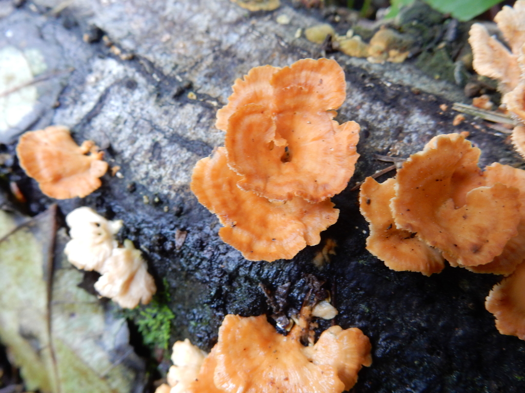 Cerrena zonata · October 2025 · photo: © rayjackson (iNaturalist, cc-by)