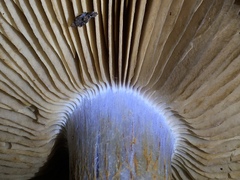 Cortinarius subfoetidus