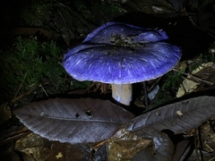 Cortinarius subfoetidus
