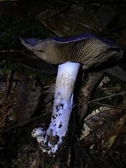 Cortinarius subfoetidus