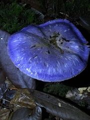 Cortinarius subfoetidus