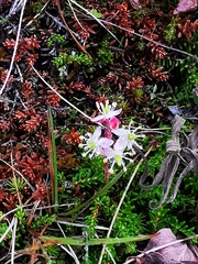 Bryanthus gmelinii