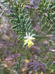 Orites revolutus