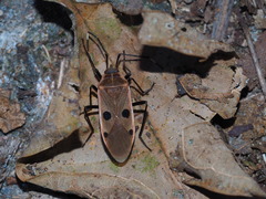 Physopelta quadriguttata