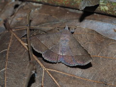 Hypospila bolinoides