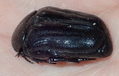 Oplostomus fuligineus