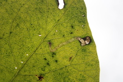 Aulagromyza hendeliana