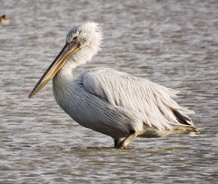 Pelecanus crispus