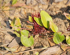 Grevillea laurifolia