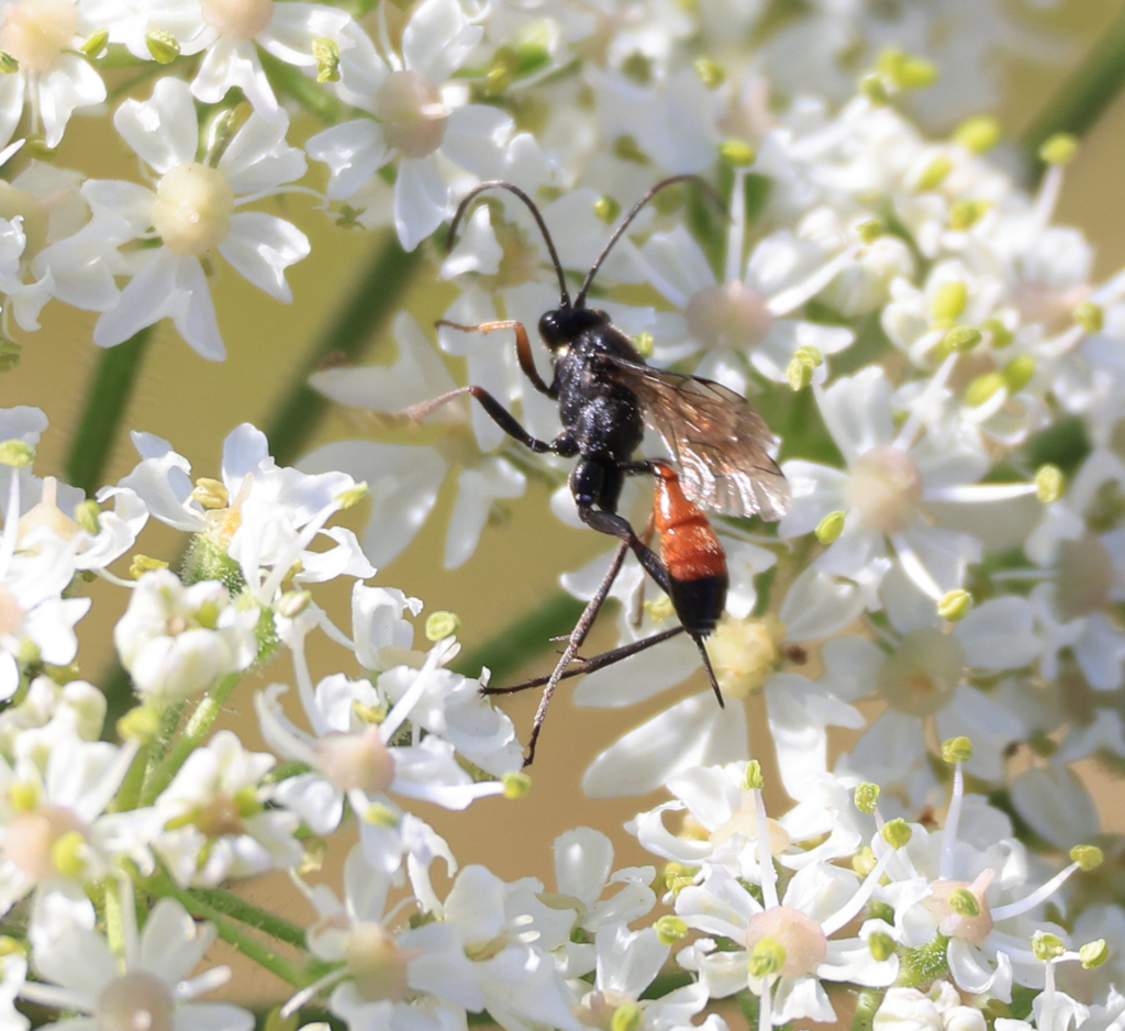 Listrognathus obnoxius