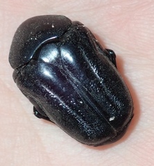 Oplostomus fuligineus