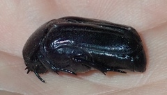 Oplostomus fuligineus